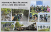 Mangrove Tree Planting - Sg Limau Yan, Kedah.