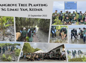 Mangrove Tree Planting - Sg Limau Yan, Kedah.